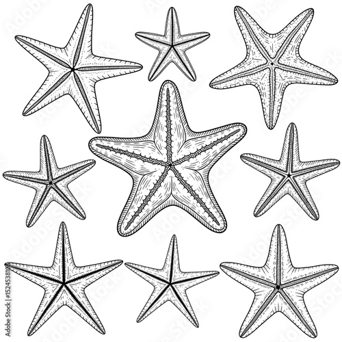 A black and white vector illustration displays a grid of ten starfish of varying sizes and orientations, detailed with intricate lines and textures.