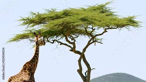 Majestic giraffe reaching for leaves on a vibrant green tree in the savannah