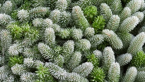 Wallpaper Mural Close-Up of Evergreen Branches with Iced Coating, Festive Holiday Background Torontodigital.ca