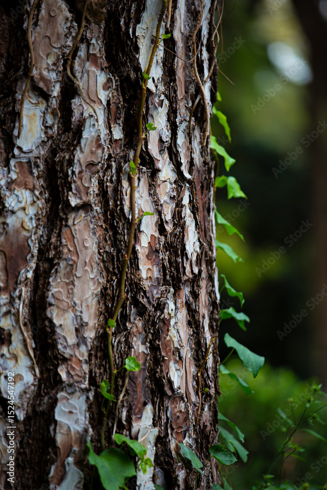 Fototapeta premium corteza de árbol
