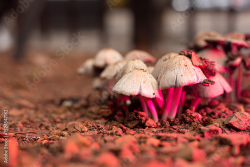 hongos