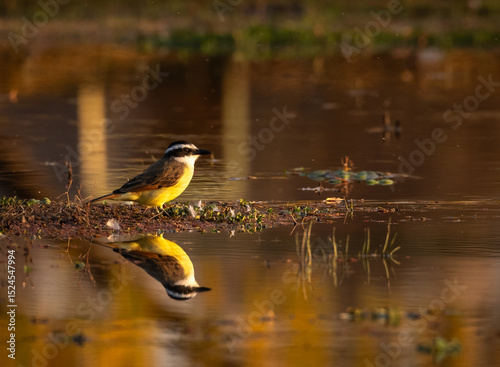benteveo (pitangus sulphuratus) , bienteveo comun , wichiji, guichiji, cristofue , ave pasiforme perteneciente a la familia tyrannidae photo