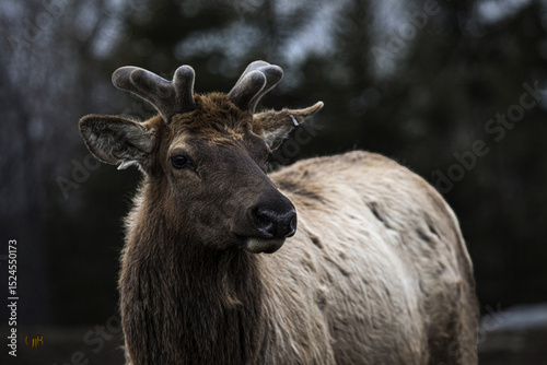 wapiti, wild life, moose, dear, forest