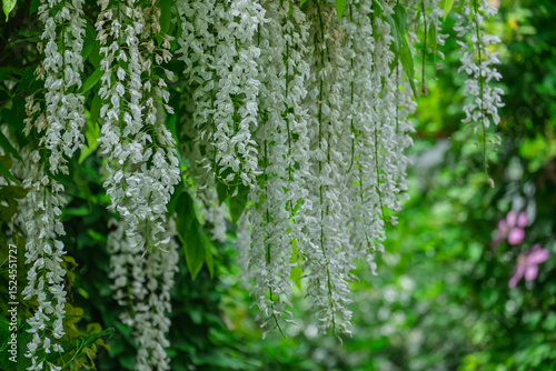 Japanische Wisteria (Wisteria floribunda) Blauregen 'Longissima Alba'