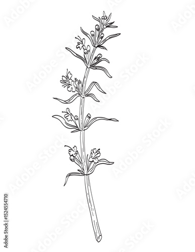Drawing sketch style illustration of Hyssopus officinalis or hyssop, a shrub in the Lamiaceae or mint family used as spice herb done in black and white line art on isolated background. 
