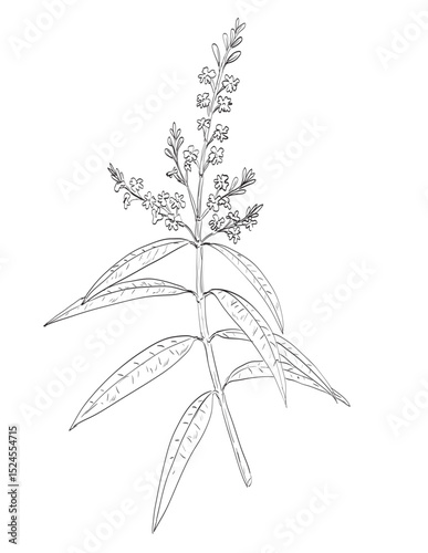 Drawing sketch style illustration of Aloysia citrodora, lemon verbena or lemon beebrush of the verbena family Verbenaceae used as spice herb done in black and white line art on isolated background. 
