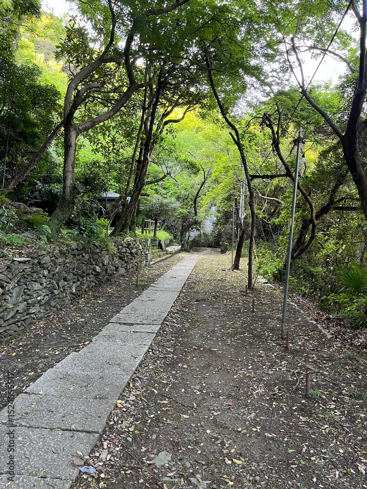 Fototapeta premium 眉山の山中