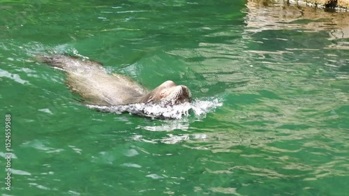 Sea lion swimming