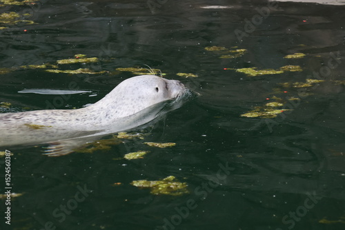 Sea lion swimming
