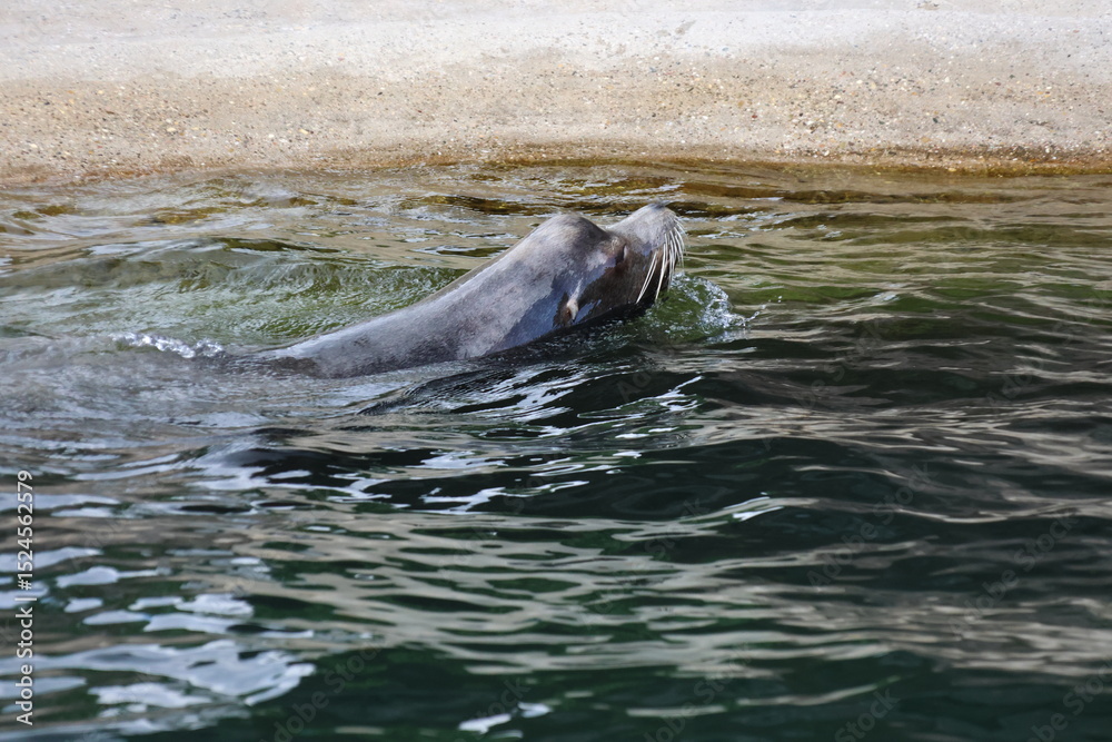 Fototapeta premium Sea lion swimming