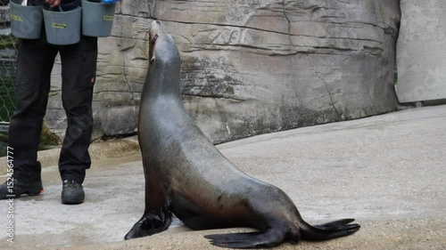 Sea lions on a rock