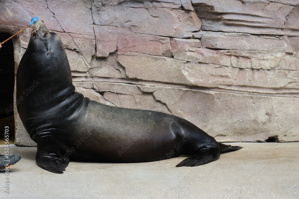 Naklejka premium Male sea lion on a rock