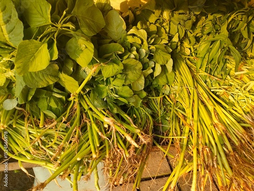 Freshly harvested bundles of green leafy vegetables and herbs, likely spinach or similar greens, with visible roots. Perfect for healthy eating, farm-to-table, and organic produce themes.