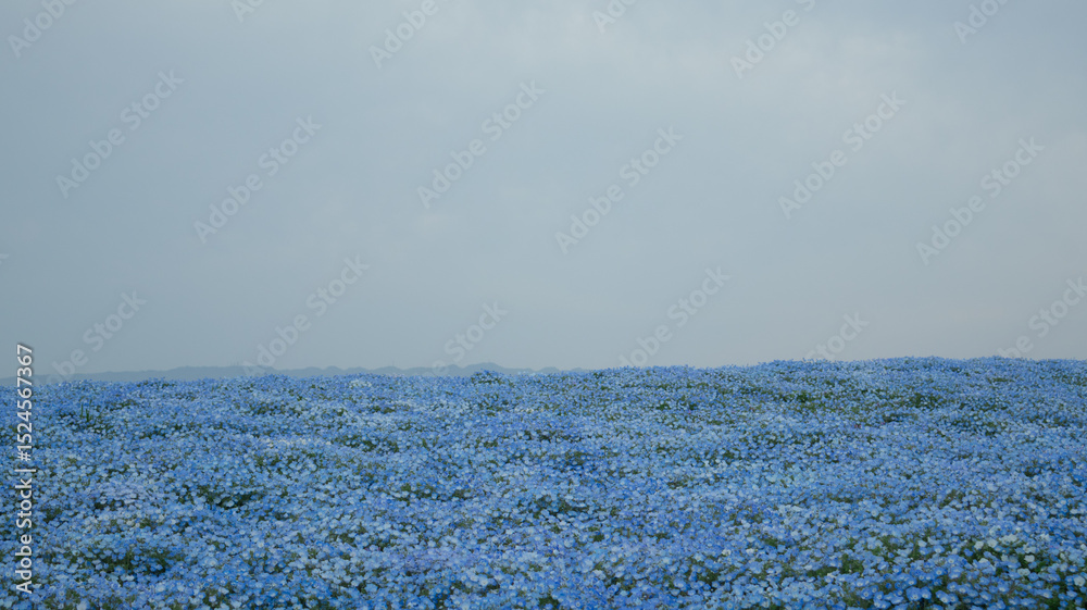 Obraz premium Maishima Blue Nemophila Flower Festival