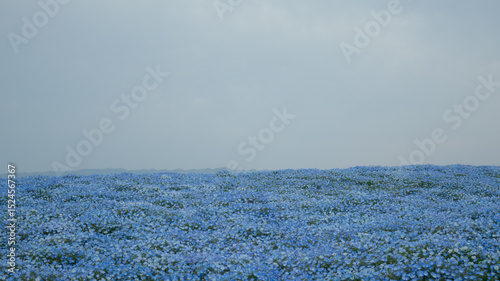 Fotografie Maishima Blue Nemophila Flower Festival