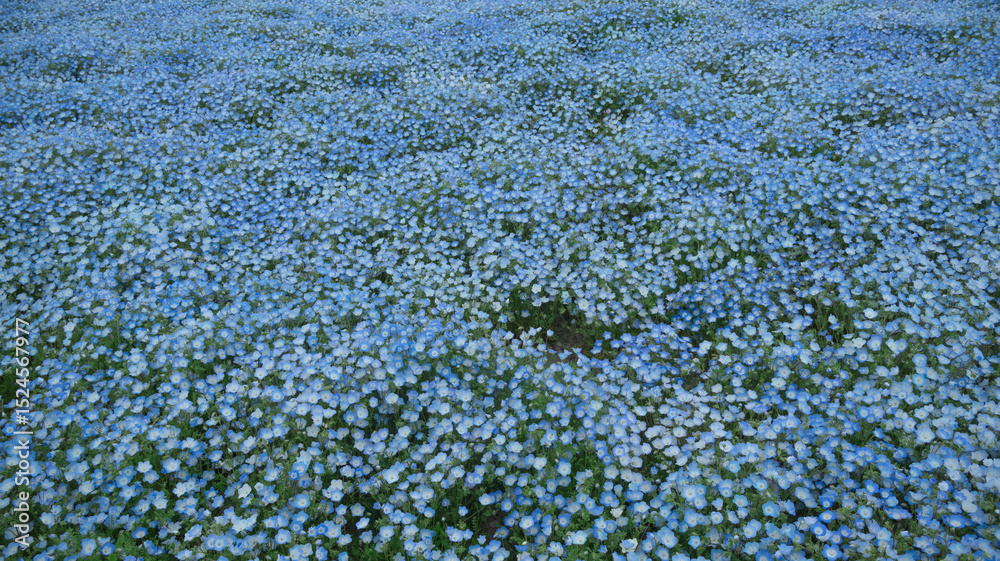 Maishima Blue Nemophila Flower Festival Maishima Blue Nemophila Flower Festival