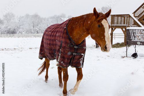 Winter Solitude: A Blanket-Clad Horse in a Snow-Covered Field