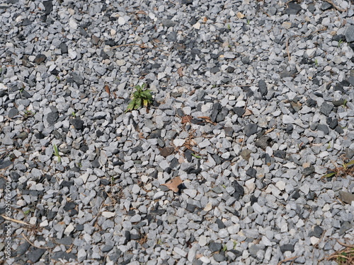 雑草の生えた砂利道 photo