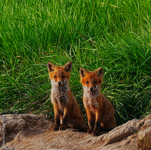 Curious Ezo fox kit bros