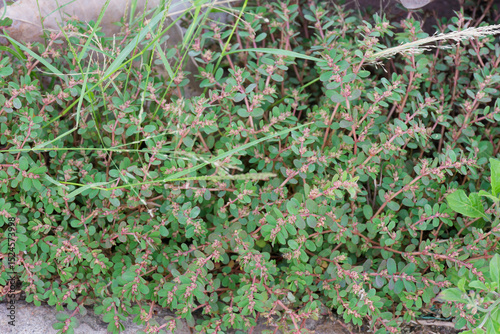 Prostrate Spurge Euphorbia prostrata Groundcover Weed Botanical Photography Lush Green Foliage Natural Texture photo