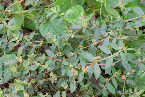 Prostrate Spurge Euphorbia prostrata Weed Abundant Green Foliage Botany Closeup photo