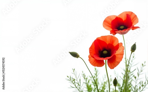 flowers, poppies white background. Environmental. High quality