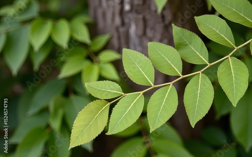 Fresh green leaves branches on the background of a blurred tree trunk. Background. High quality