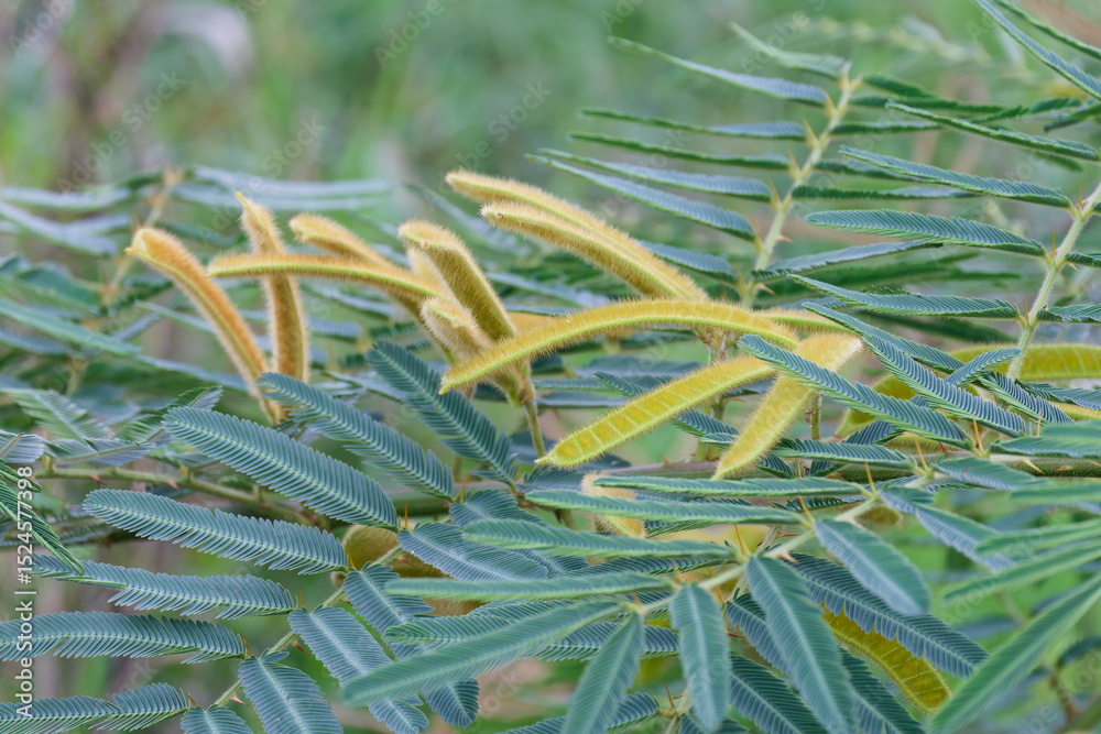 Obraz premium Closeup of Mimosa pigra Seed Pods and Feathery Leaves Nature Botany Photography