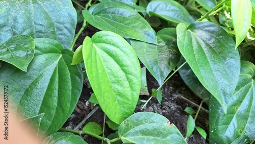 Fresh Green Heart-Shaped Betel Leaves Growing in Garden Soil, Close Up of Glossy Piper Betle, Aromatic Traditional Asian Herb and Herbal Medicine Plant