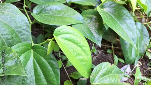 Lush Green Betel Leaves on Soil, Close Up of Glossy Piper Betle Plant, Aromatic Traditional Asian Herb Used for Herbal Medicine and Natural Remedies