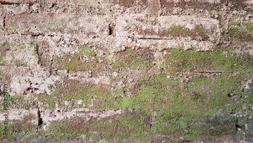 Eco-Friendly Wild Moss Texture on Moist Wall – Organic Plant That Improves Air Quality, Prevents Erosion, and Enriches Biodiversity in Urban and Natural Environments