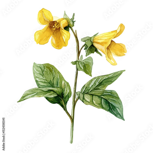 watercolor of A Yellow Archangel Stem, vector high quality, isolated on a white background.