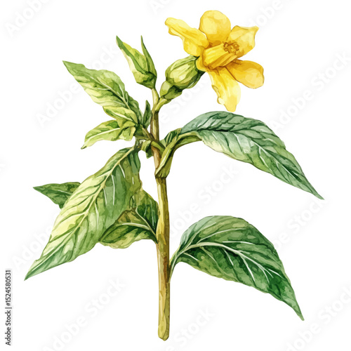 A Yellow Archangel Stem, watercolor illustration vector, high quality, isolated on a white background.