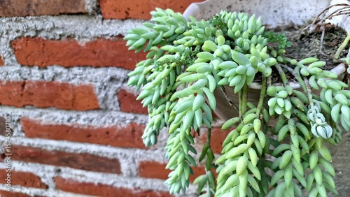Donkey's Tail Plant Foliage: Close-Up of Healthy Sedum morganianum, a Cascading Green Succulent Ideal for Hanging Baskets and Eco-Friendly Indoor Decor