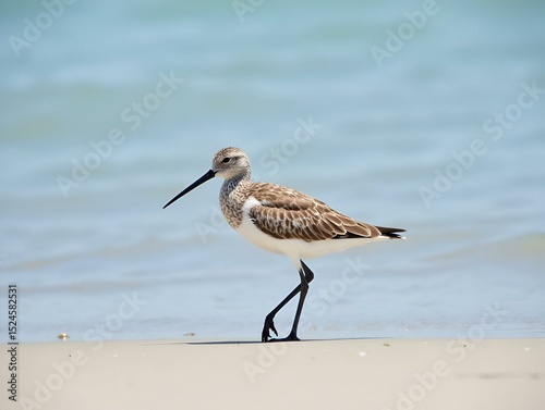 A willet on the beach. It is a large and robust shorebird and sandpiper and largest of the species called shanks in the genus Tringa.  Often seen searching for food along the shoreline. photo