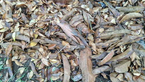 A carpet of dry, brown fallen leaves blankets the ground, creating a rich, organic texture typical of autumn leaf litter in a forest setting