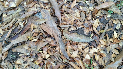A thick layer of dry fallen leaves creates a natural ground cover and texture, with brown autumn hues scattered across the forest floor