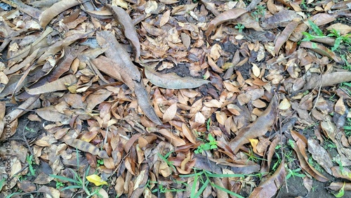 The natural texture of the ground is obscured by a thick layer of dry, dead brown leaves, a common sight during autumn in wooded areas