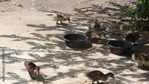 Ducklings Foraging and Drinking Water in Sunlit Yard Near Plastic Feeding Bowls