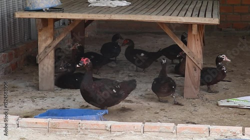 Muscovy Ducks Resting Peacefully Under Wooden Shelter Inside Their Brick Enclosure