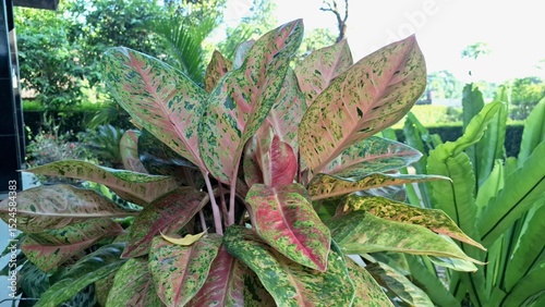 Vibrant Aglaonema and Caladium foliage with pink, green, and white variegation, exotic tropical houseplants for home decor and air purification