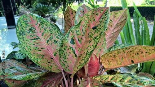 Tropical Aglaonema and Caladium plants with striking pink, green, and white variegated leaves, perfect for home interiors and air-purifying decor