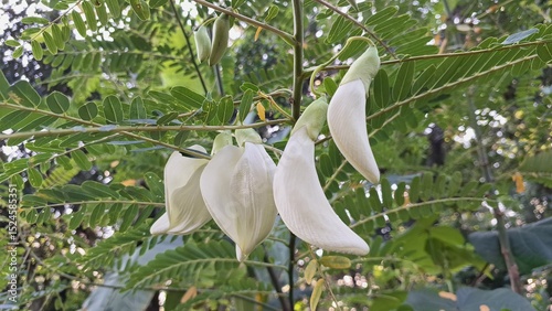 White Edible Flower of Sesbania Grandiflora in Garden Close-Up – Tropical Organic Vegetable Known as Hummingbird Tree Bloom for Cooking, Herbal, and Medicinal Use