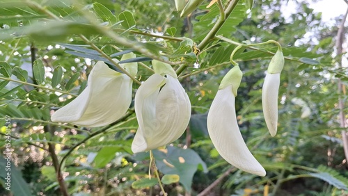 Blooming White Flowers of Sesbania Grandiflora or Hummingbird Tree – Edible Tropical Blossoms Used in Southeast Asian Cuisine and Herbal Medicine