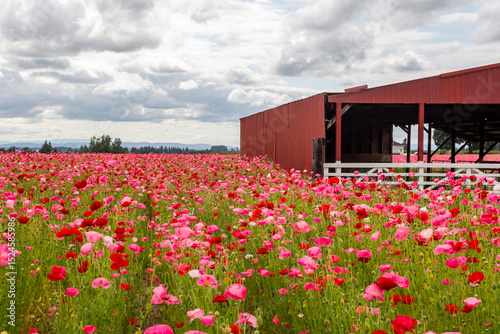 Agricultural poppies field and an outbuilding on it in Silverton, Oregon
