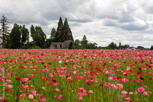 Colorful field of blooming poppies