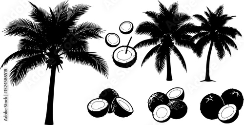 Coconut tree Silhouette vector illustration
