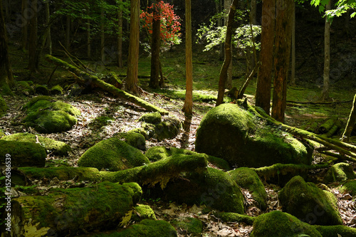 初夏の登山道