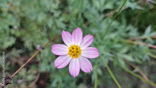 Purple Kenikir Flower (Cosmos caudatus) Blooming in Tropical Garden – Natural Light and Green Surroundings