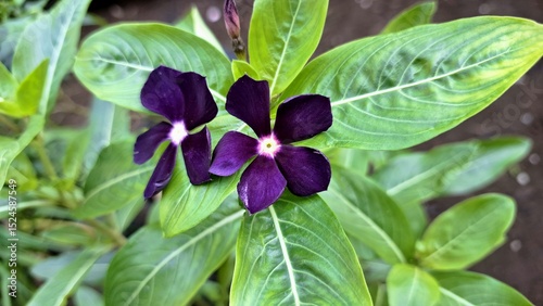 Fresh Dark Purple Madagascar Periwinkle flower (Catharanthus roseus) with green leaves and dewdrops, a popular flowering plant for gardens, home decor, and medicinal uses